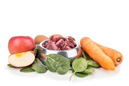alternativa de alimentacion para perros