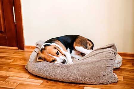 perro enfermo
